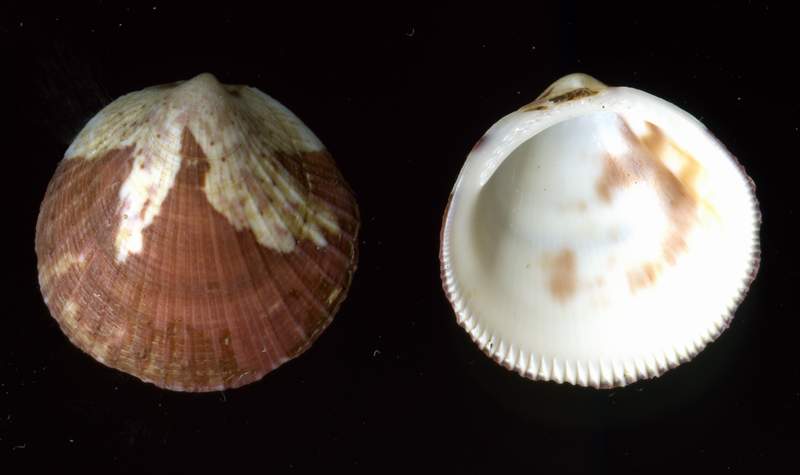 Glycymeris bimaculata (Poli,1795) ?